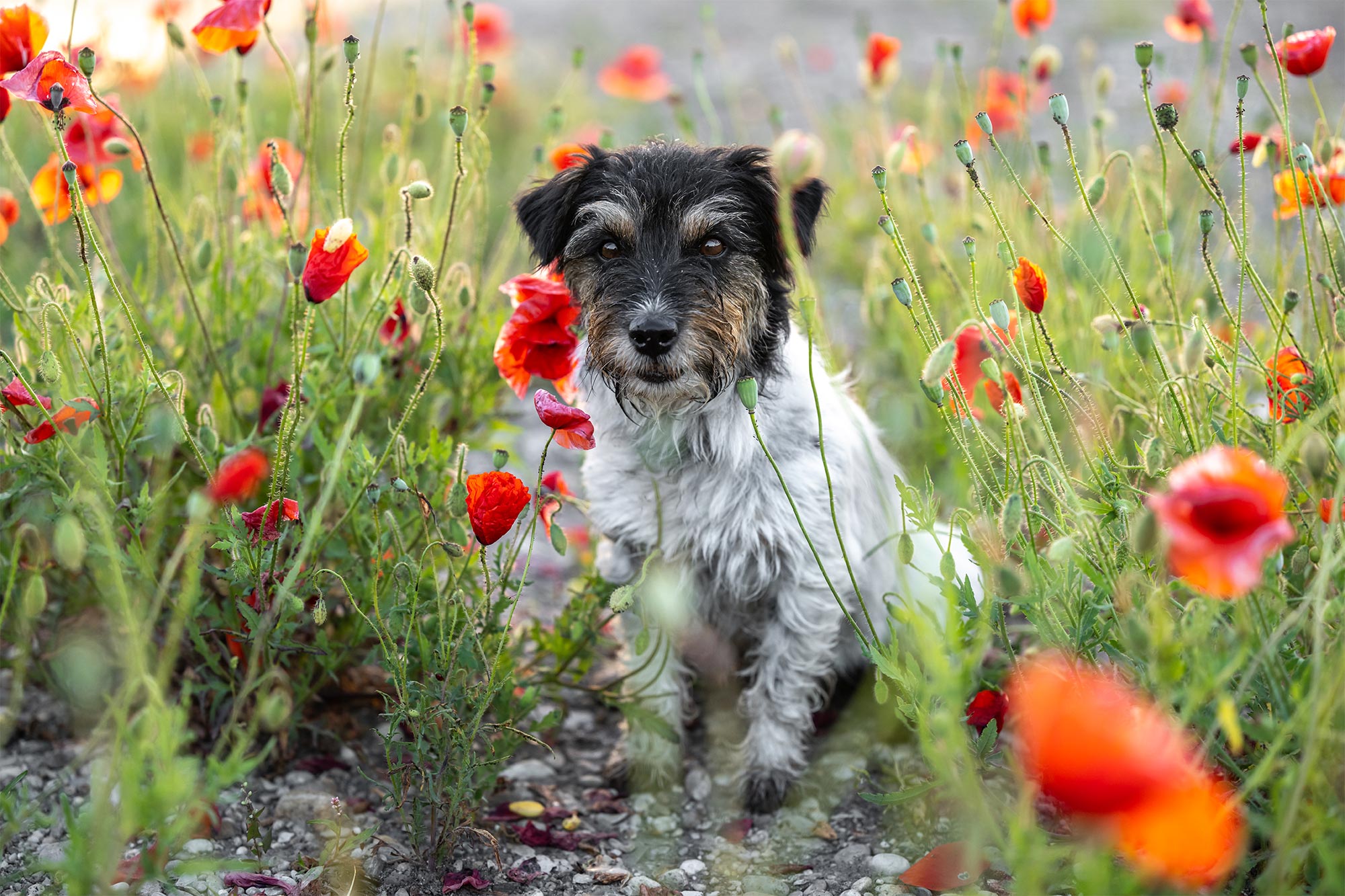 Dog in a field