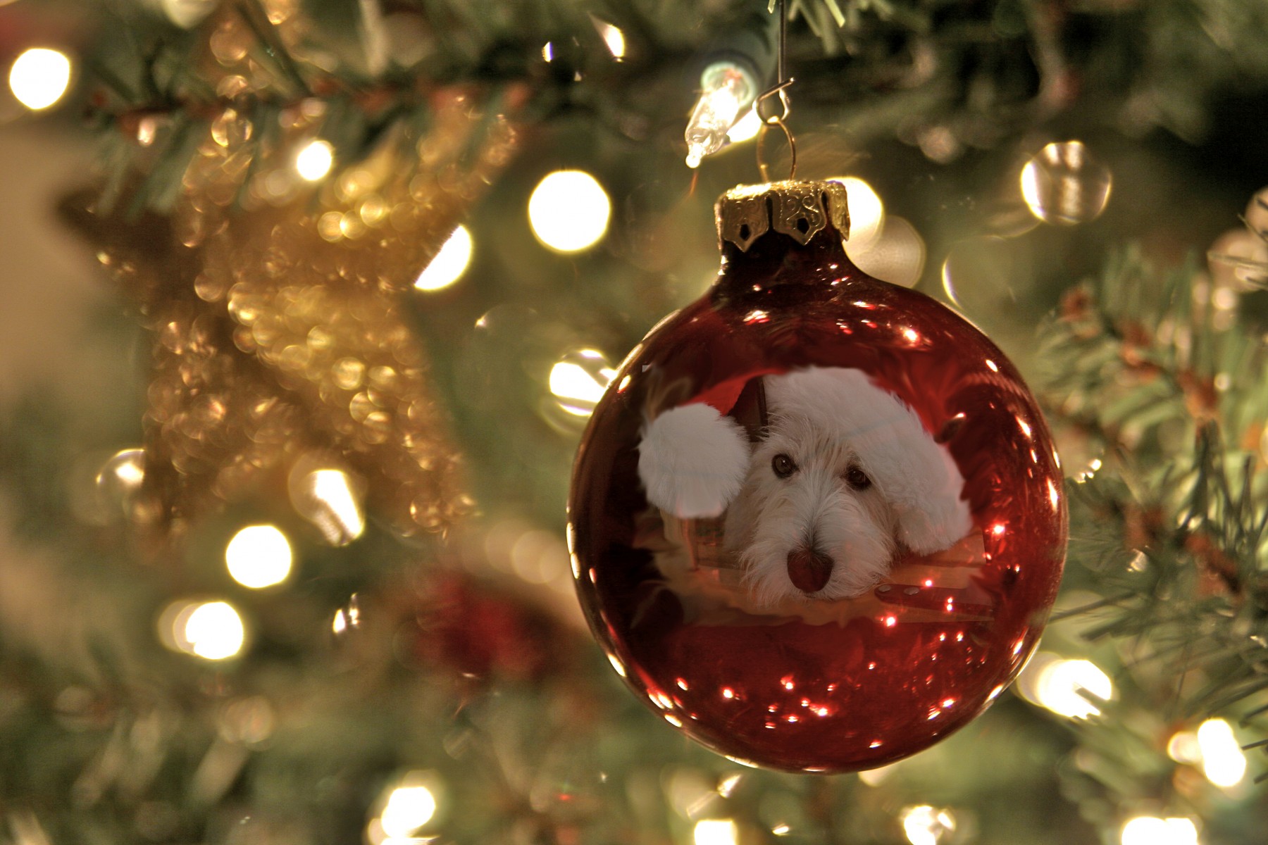 West Highland Terrier reflection on a Christmas tree ornament