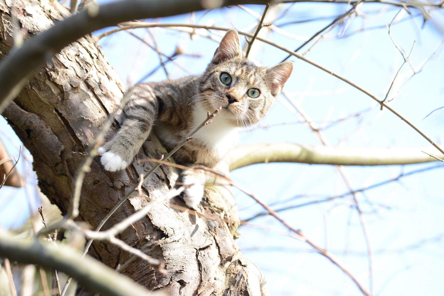cat trying to hunt birds in a apple tree