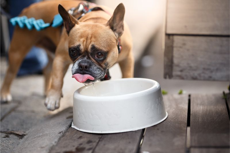 The Importance of Water for Pets and Avoiding Pet Dehydration