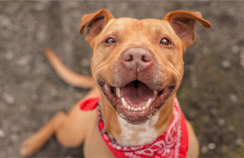 dog at true care animal hospital new jersey