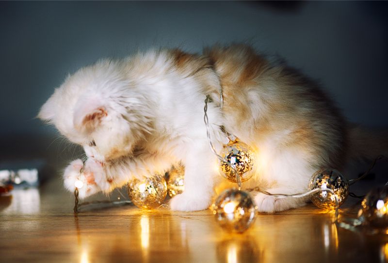cat with christmas ornaments 