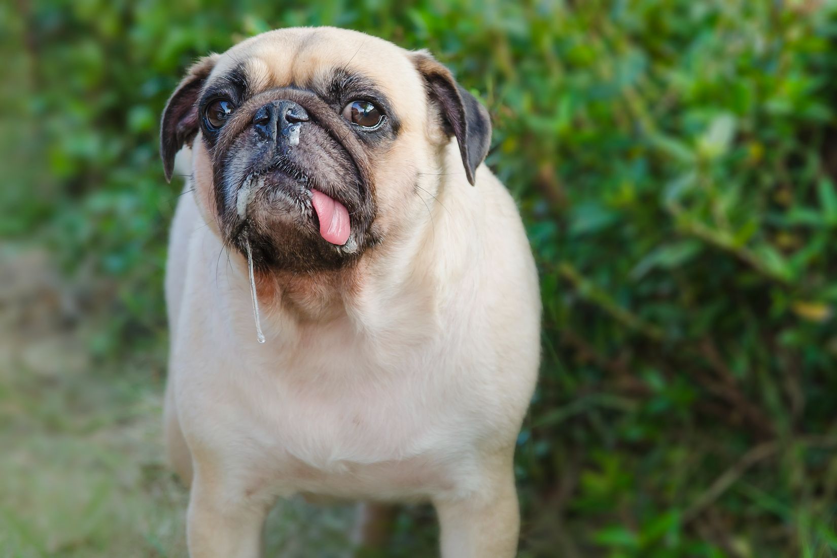 Dog drool outlet towels