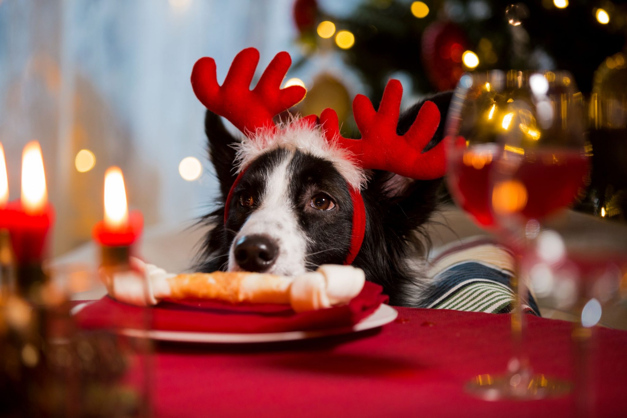 what-foods-are-safe-for-my-pets-during-the-holidays-true-care