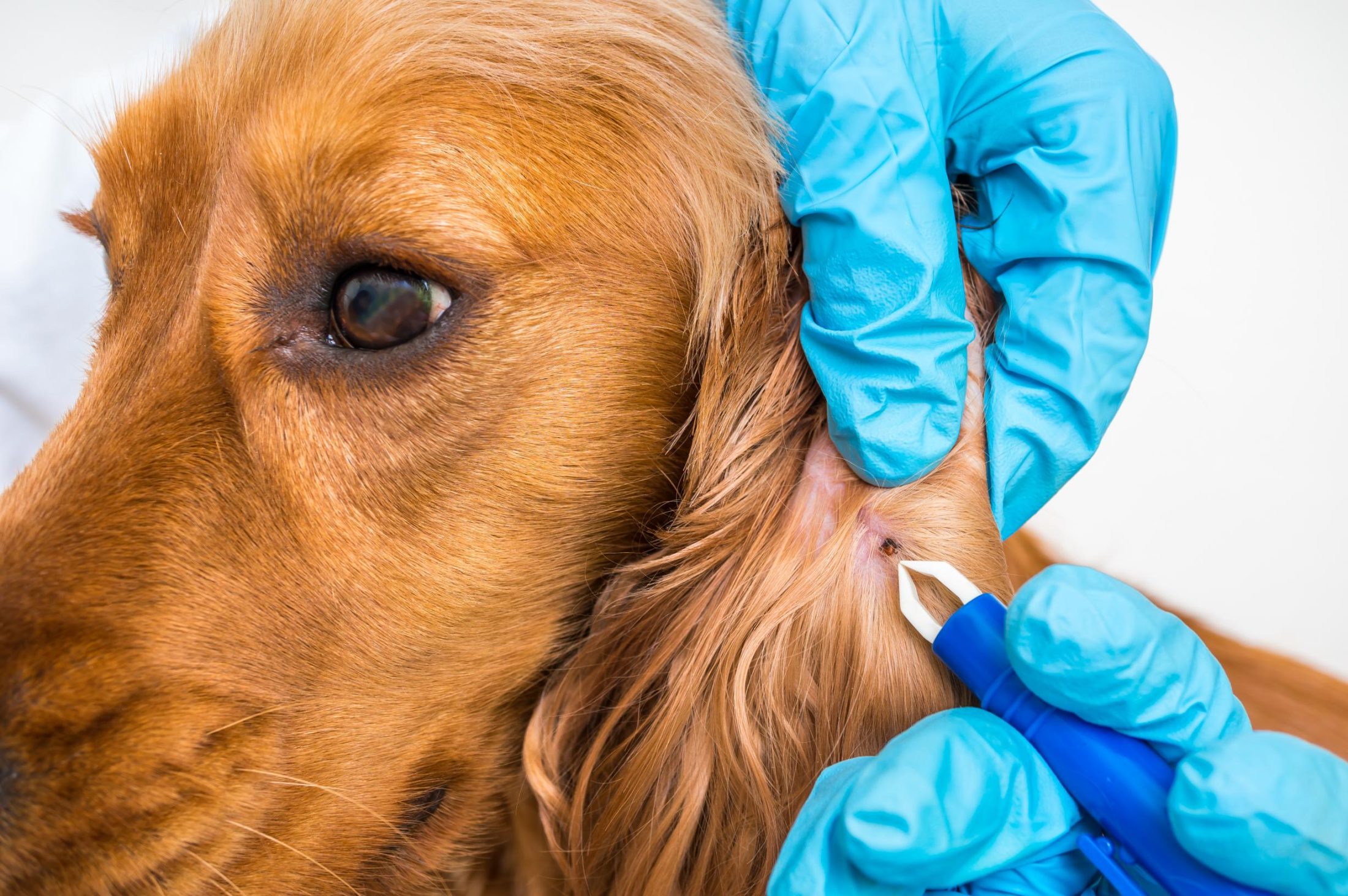 Tick in a dog's ear