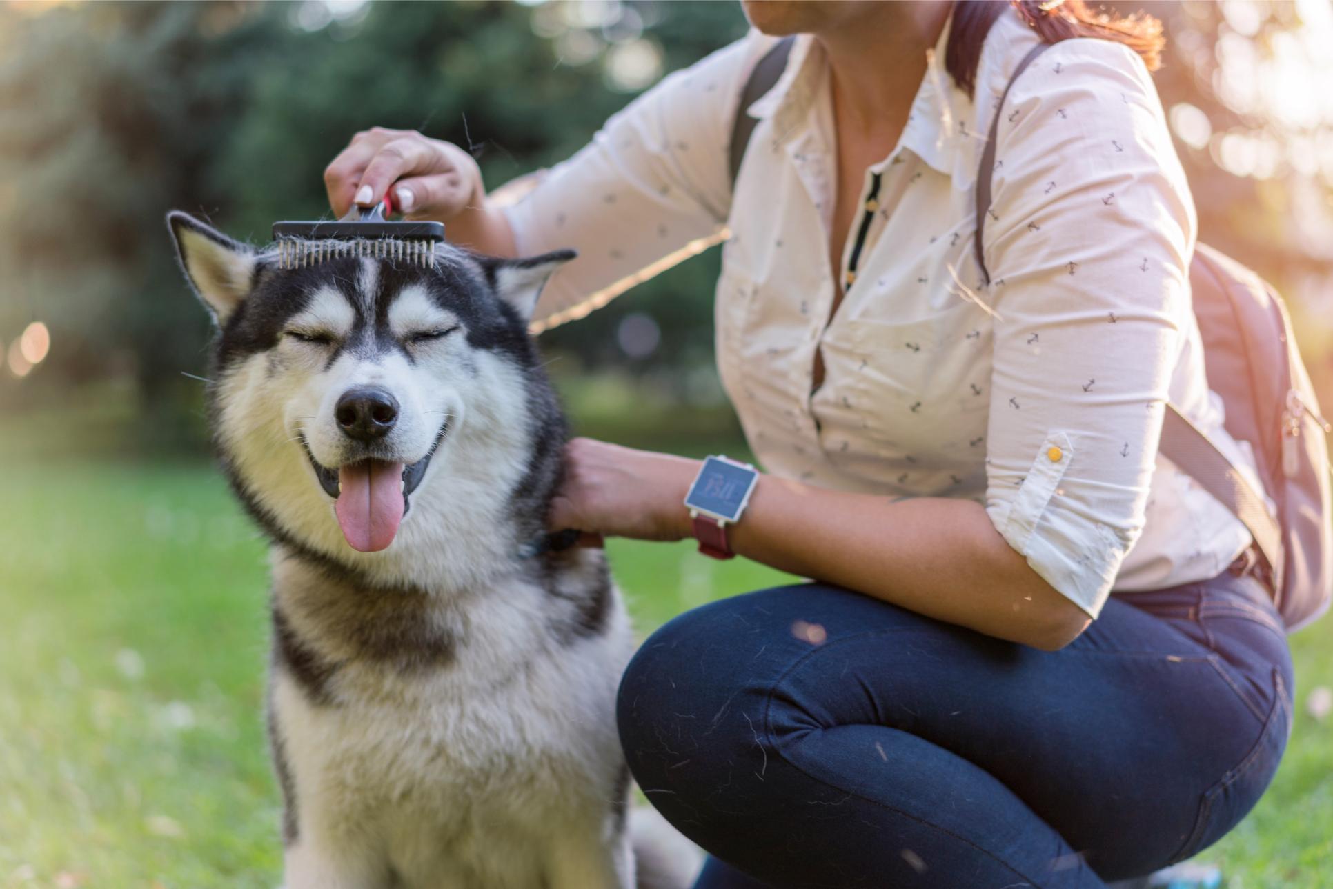 deshedding dog.