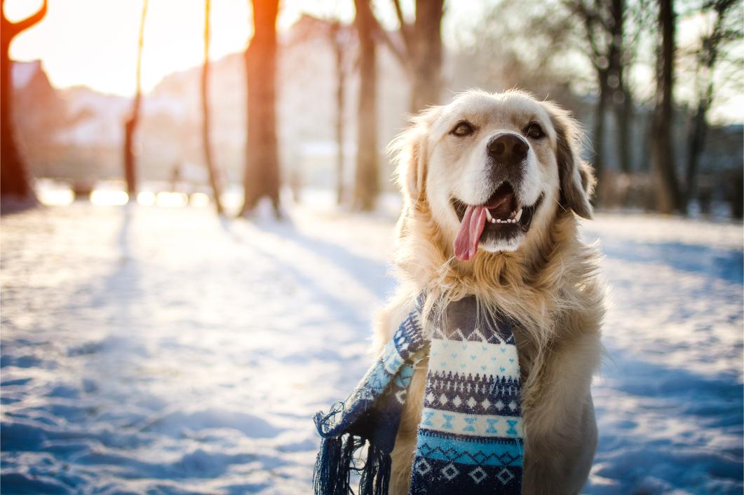 Dog in winter weather.