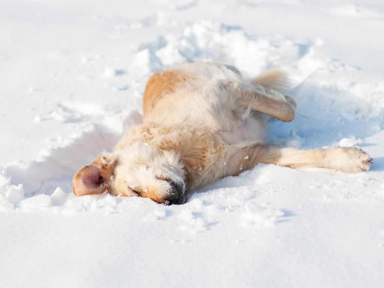 Dog playing in the snow.