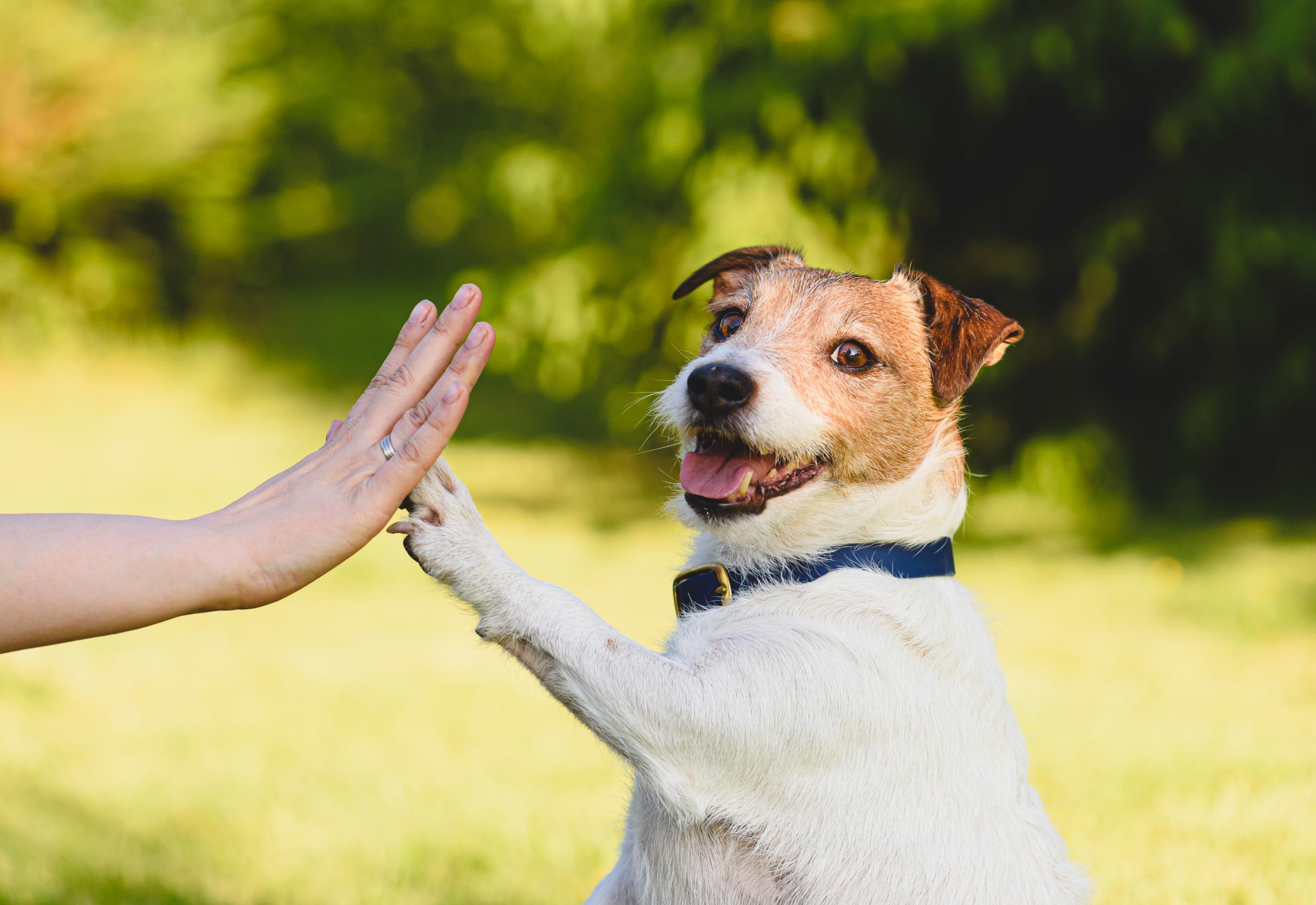 Dog giving high five. 