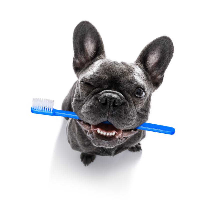 Pet dental care.