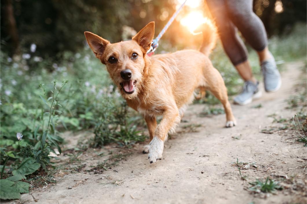 Dog enjoying outdoor walk. 