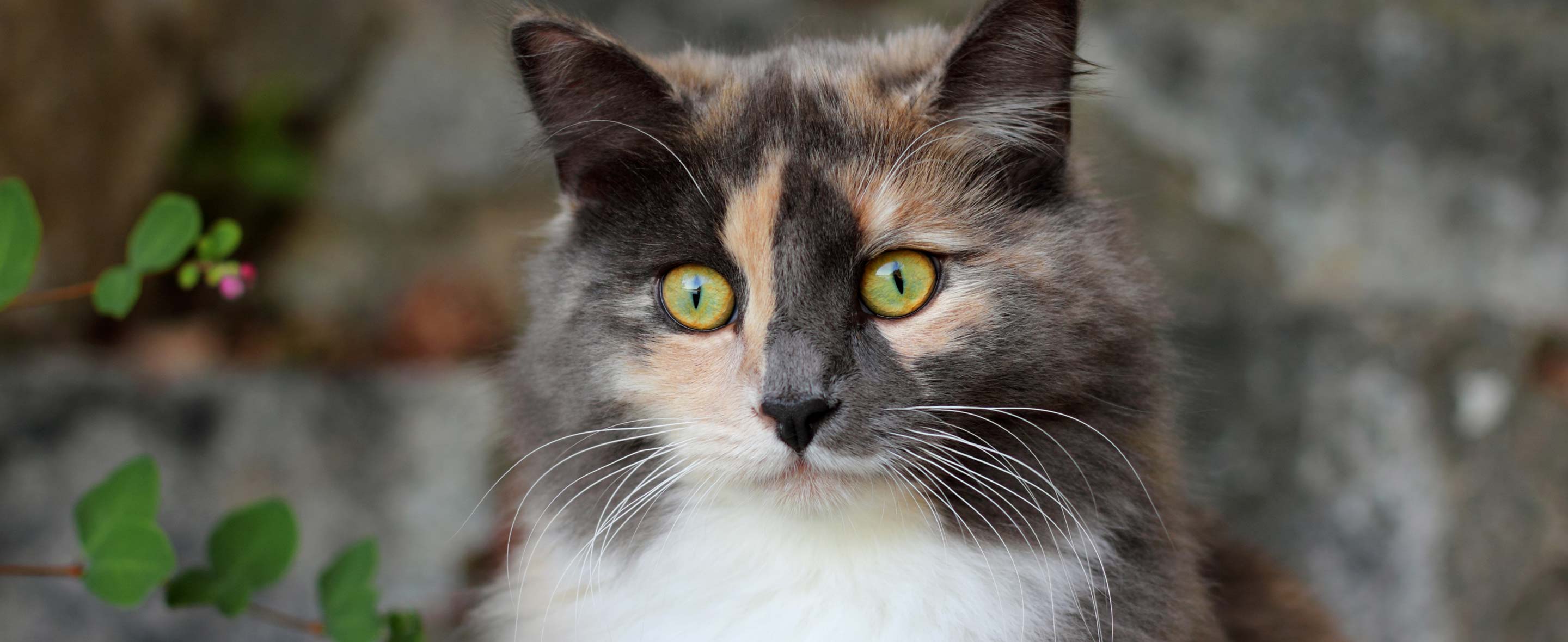 Eye Problems in Cats – Animal Eye Clinic